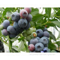 High Quality Blueberry Tree Seeds
